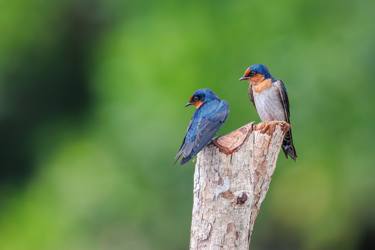 Pacific Swallow - ML644652634