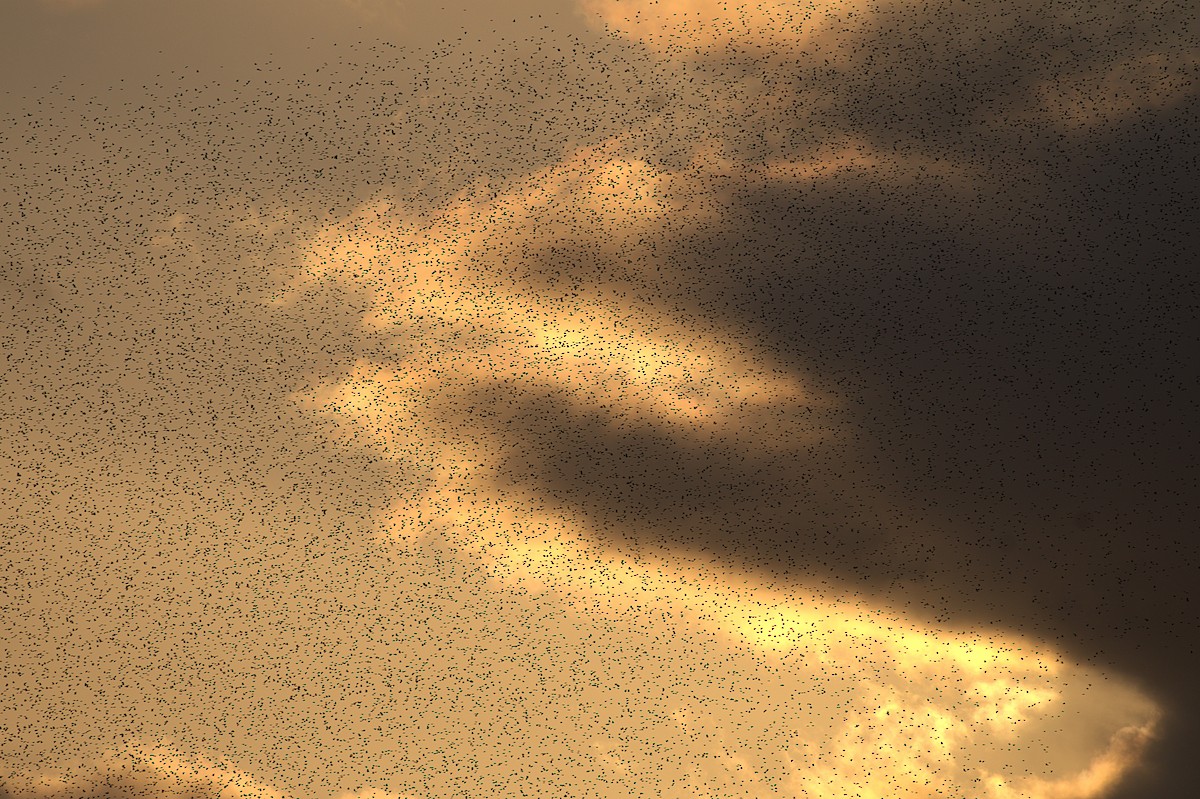 European Starling - ML644652640