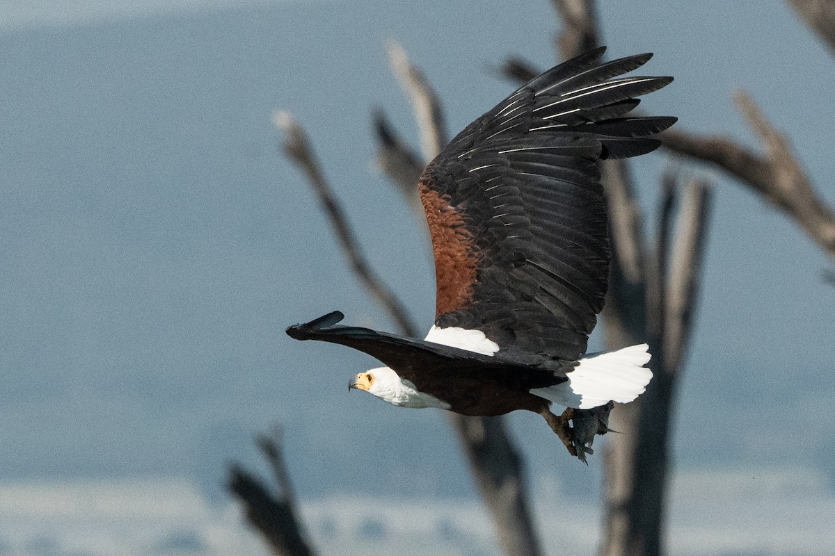 flodørn - ML644652642