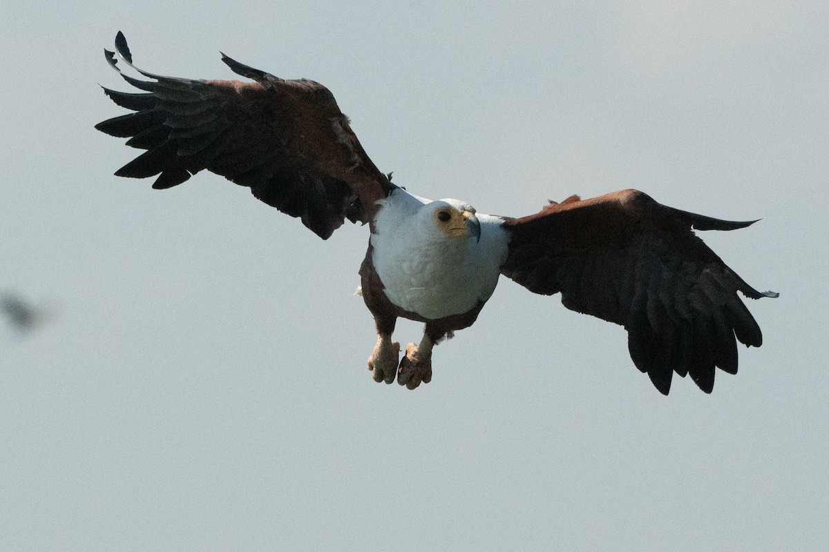 flodørn - ML644652643