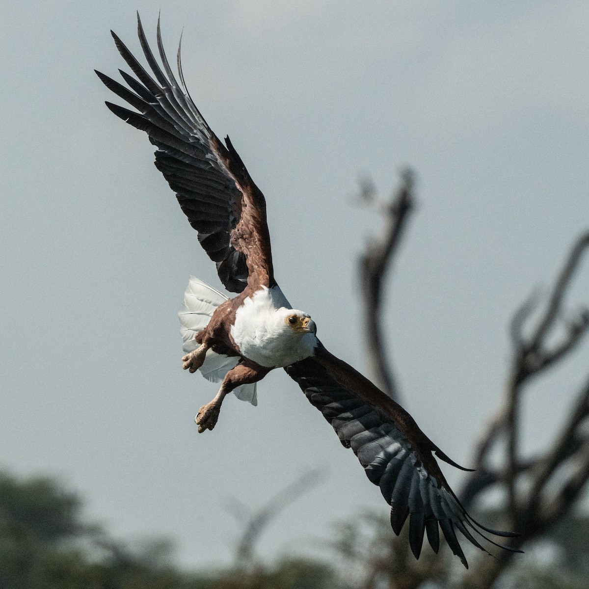 flodørn - ML644652644