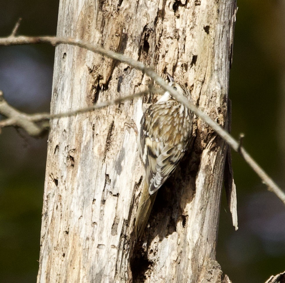 Brown Creeper - ML644652645