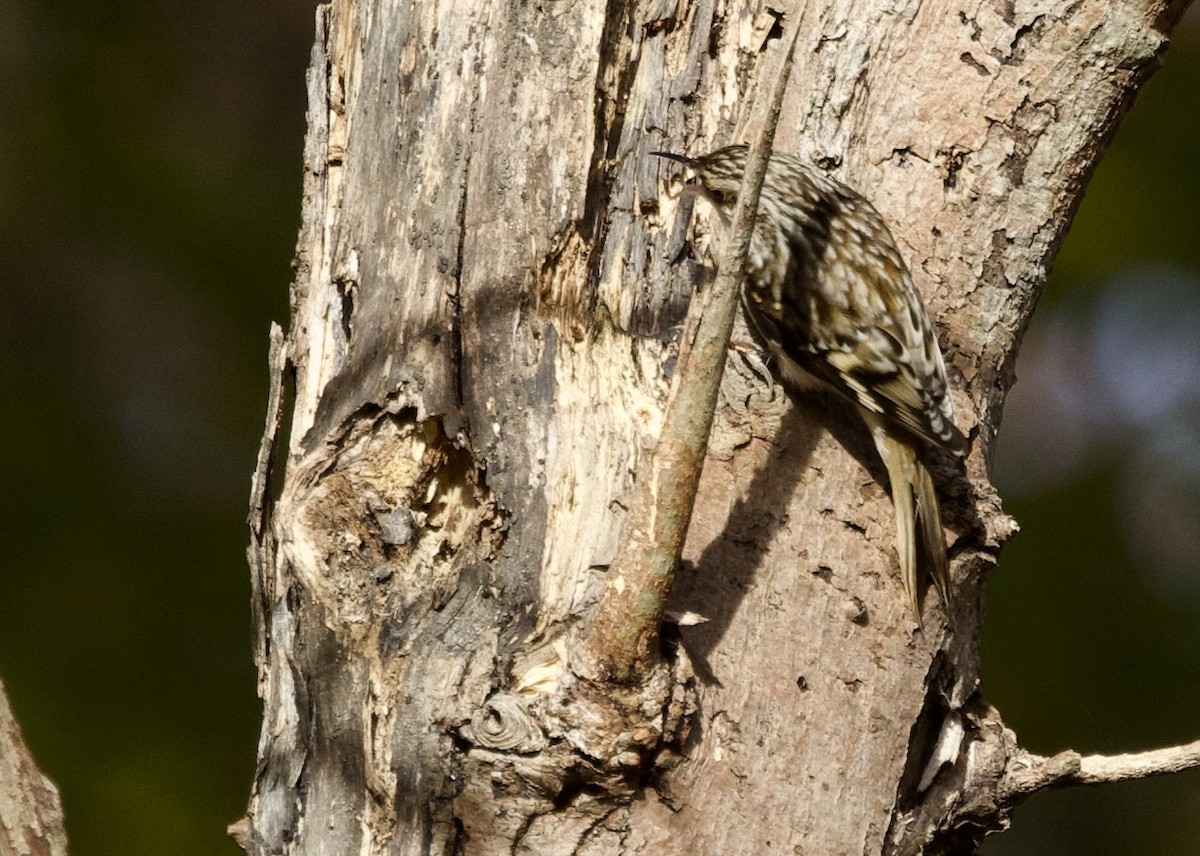 Brown Creeper - ML644652646