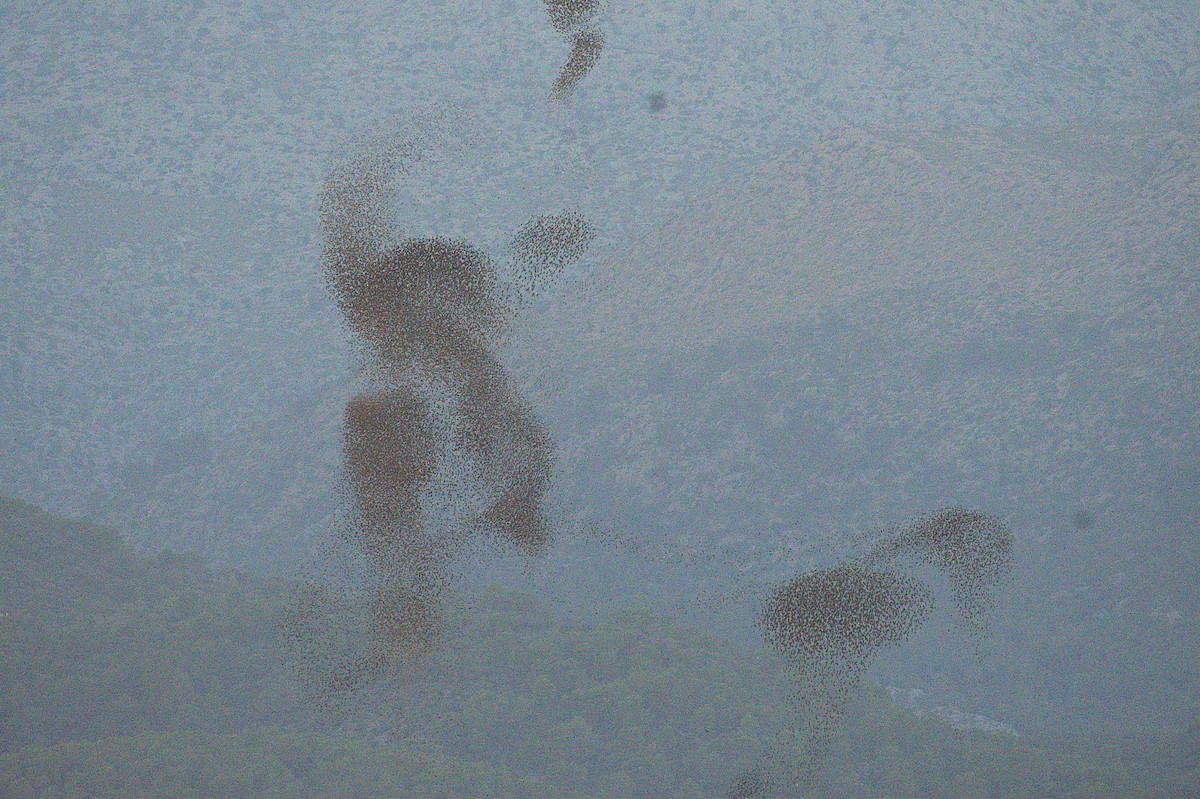 European Starling - ML644652657