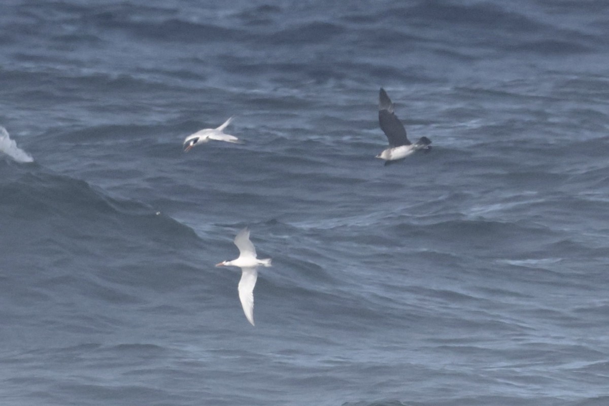 Marikaka isatslaburra - ML644652659