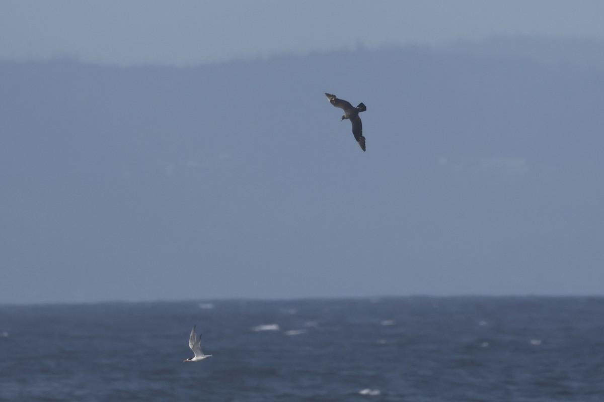 Marikaka isatslaburra - ML644652660