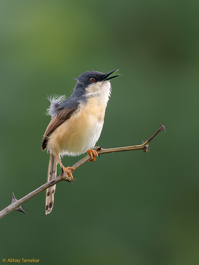 Ashy Prinia - ML644652675