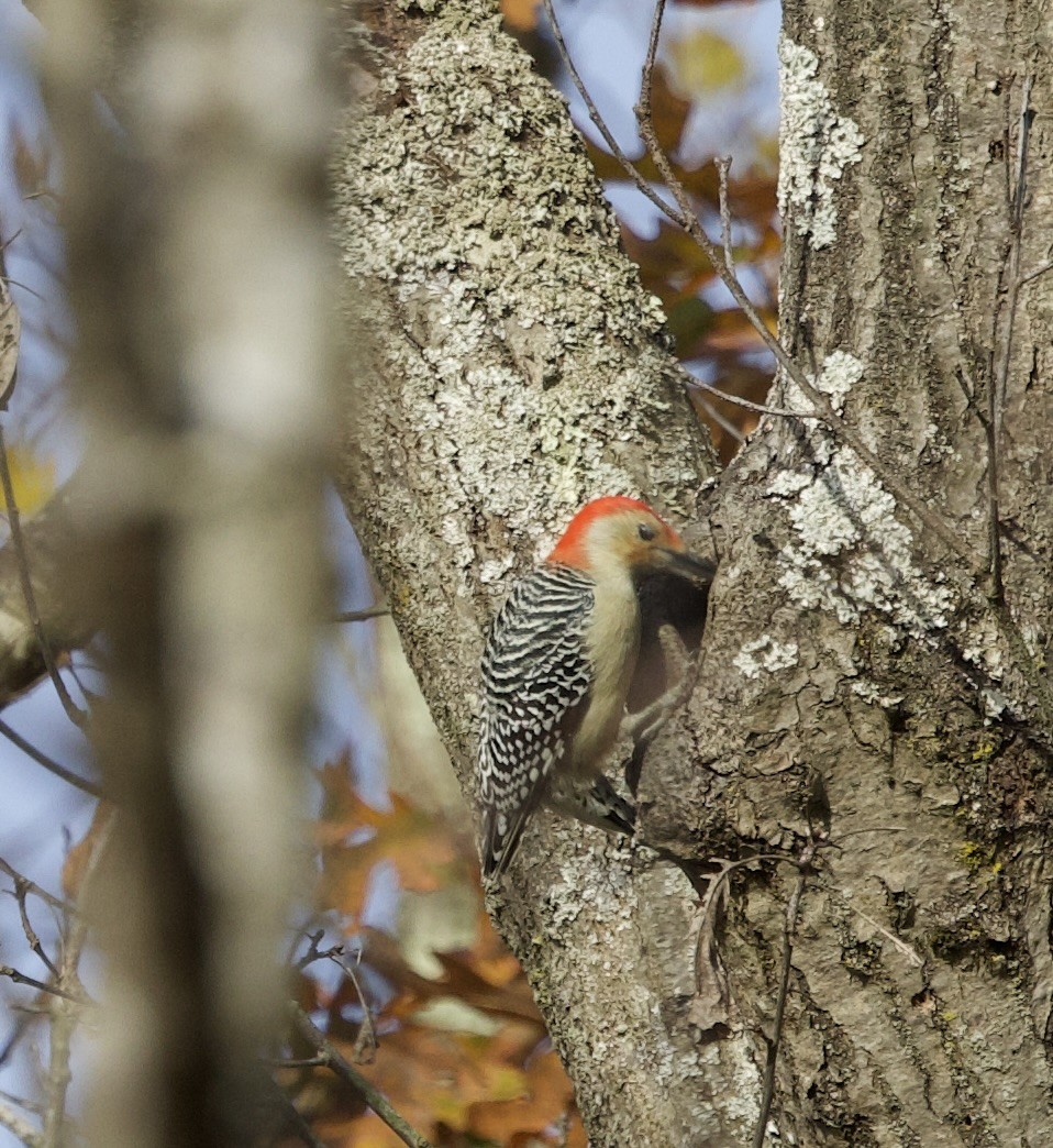 Pic à ventre roux - ML644652678