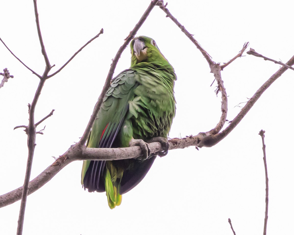 Mealy Amazon - ML644652684