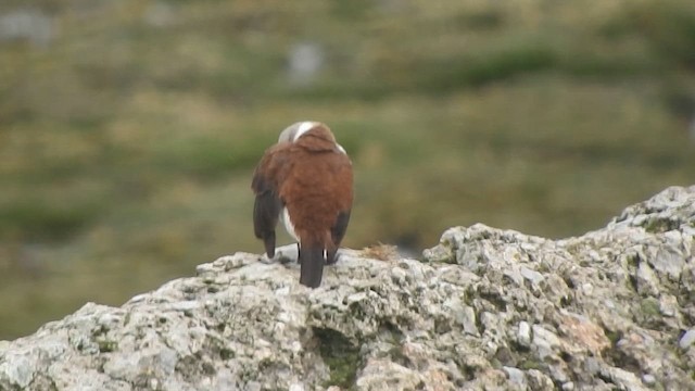 シロハラカワカマドドリ - ML644652702