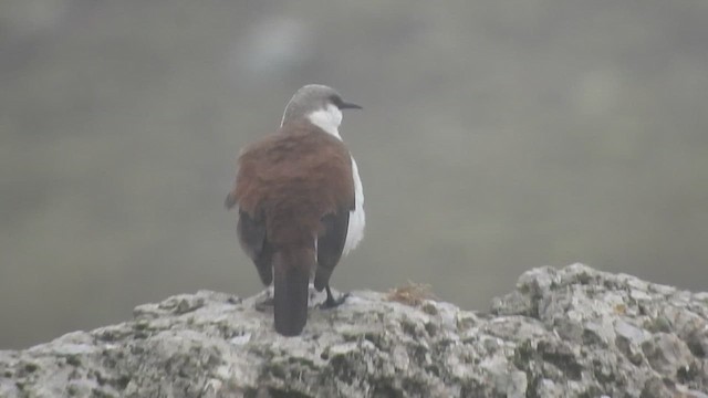 シロハラカワカマドドリ - ML644652703