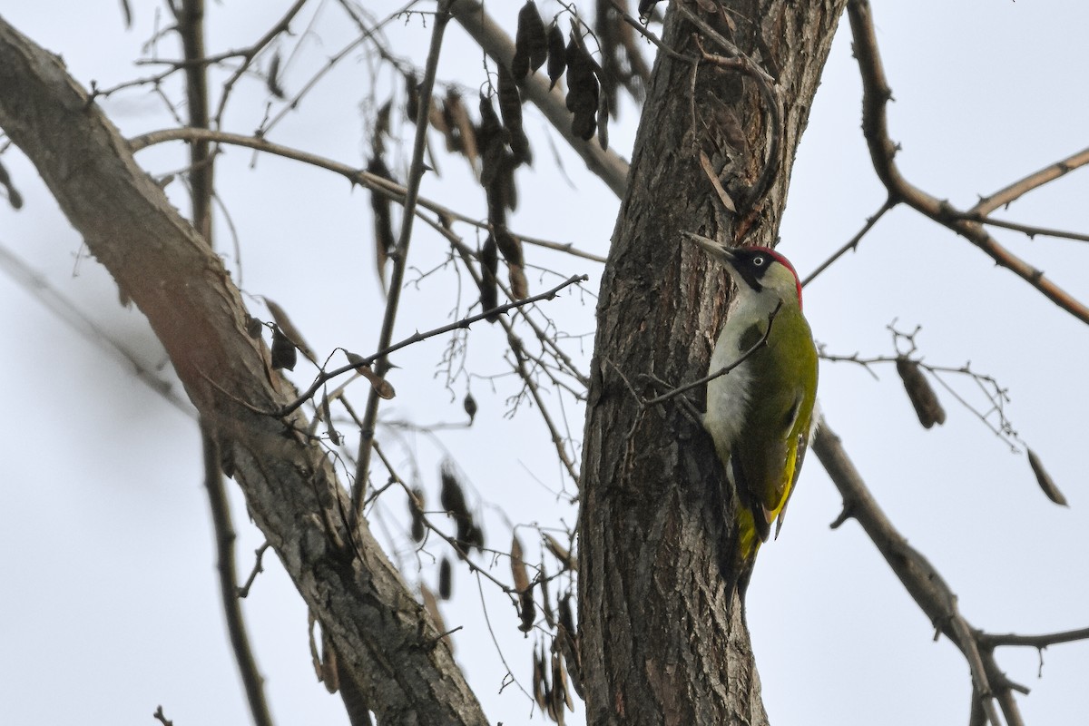 žluna zelená - ML644652705