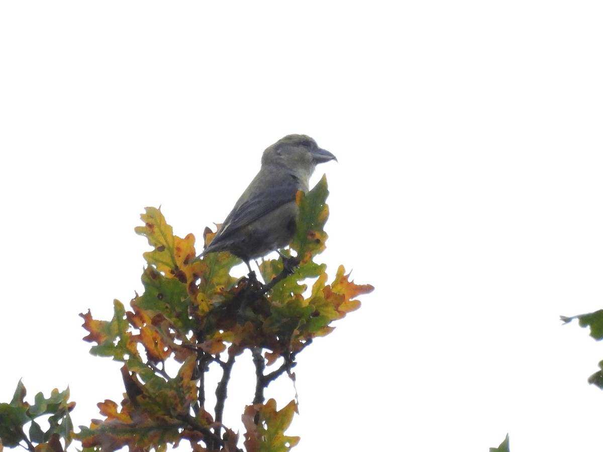 Red Crossbill - ML644652713
