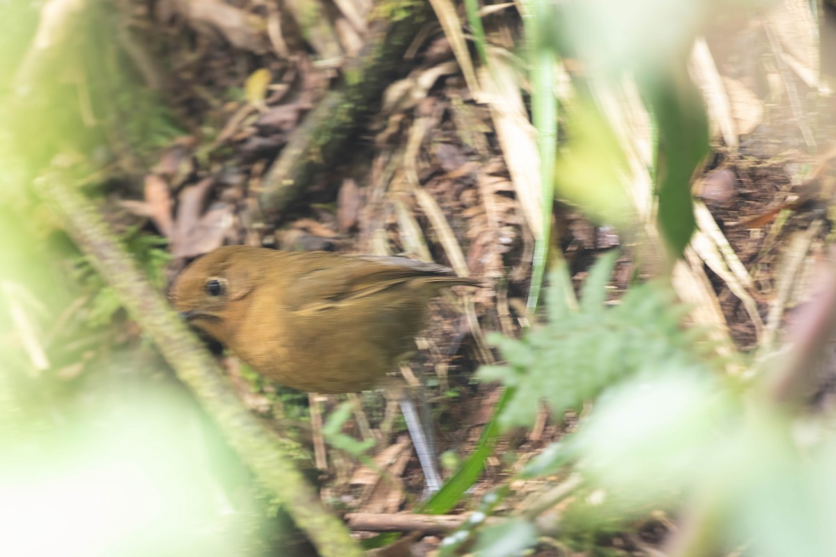 Bolivian Antpitta - ML644652726