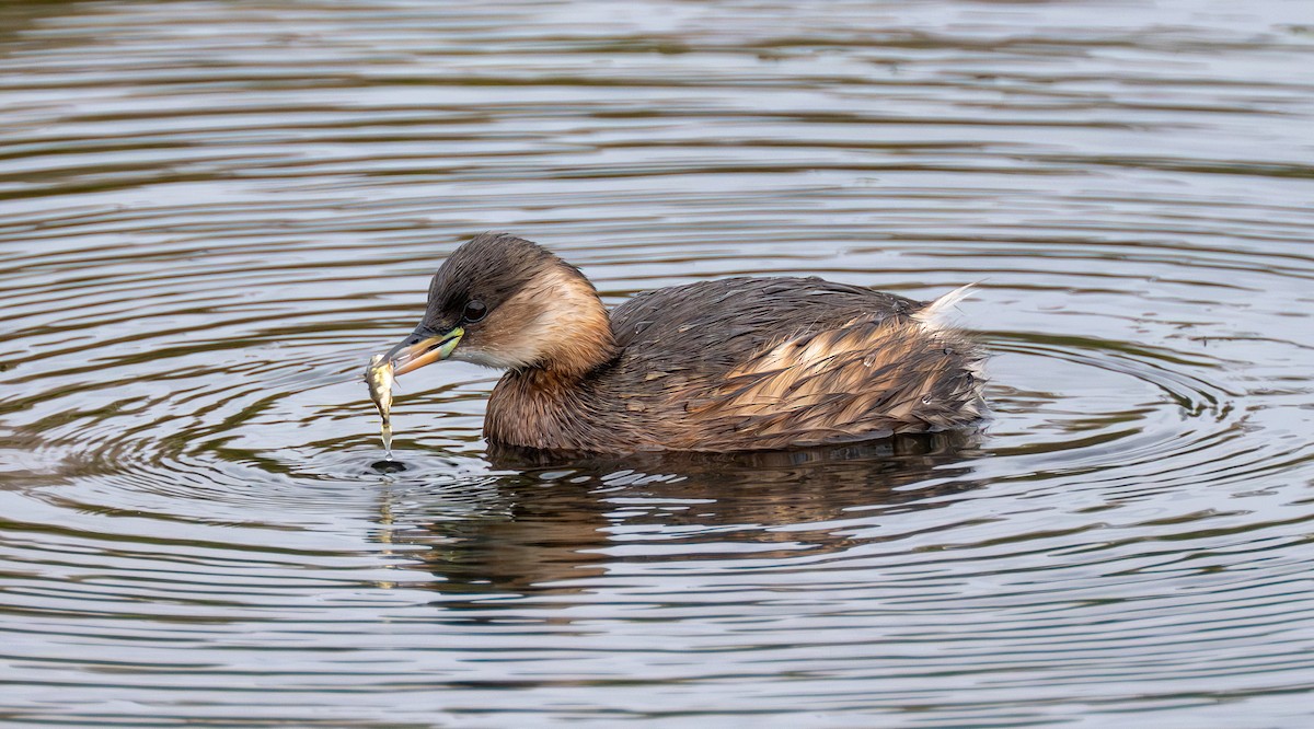 Little Grebe - ML644652732