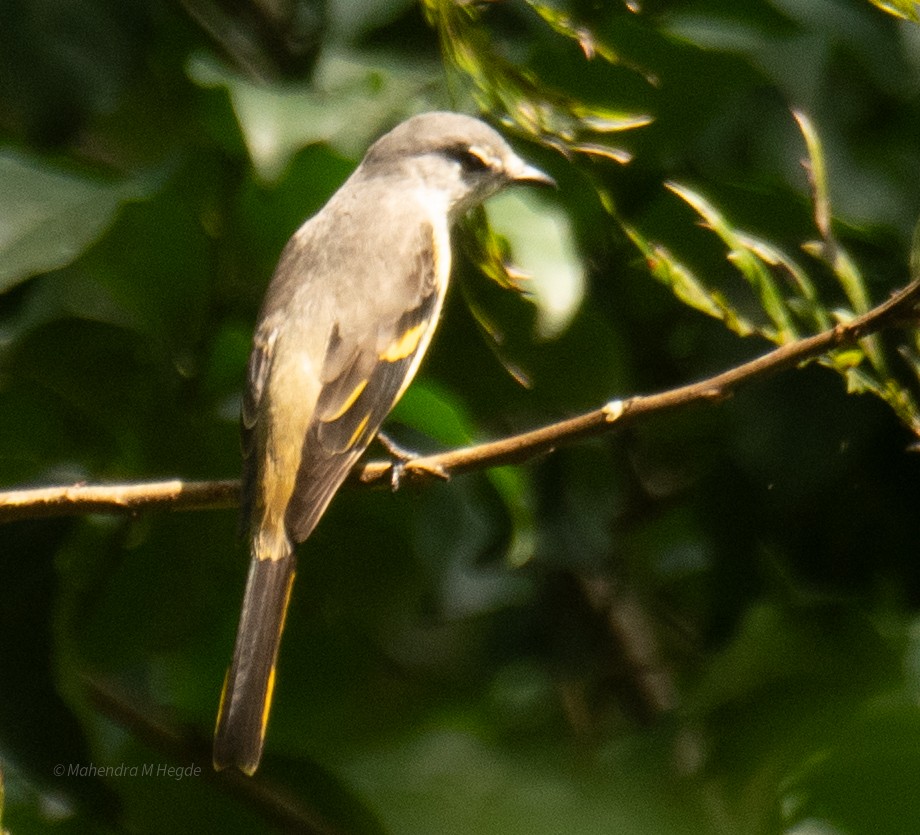 Rosy Minivet - ML644652733