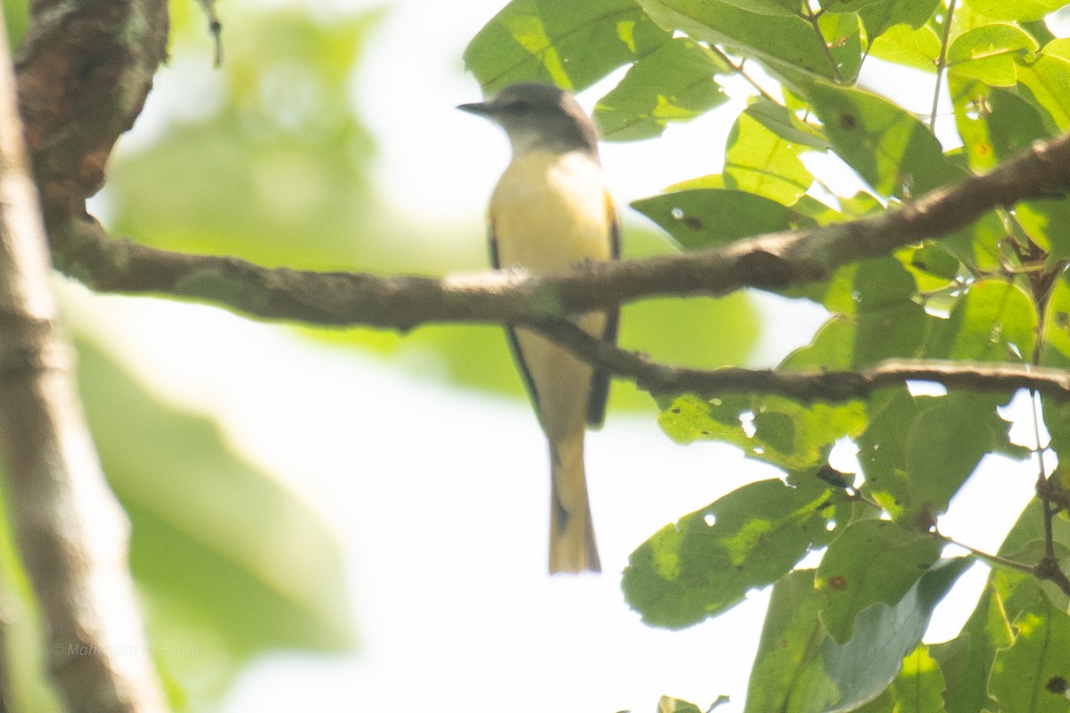 Rosy Minivet - ML644652734