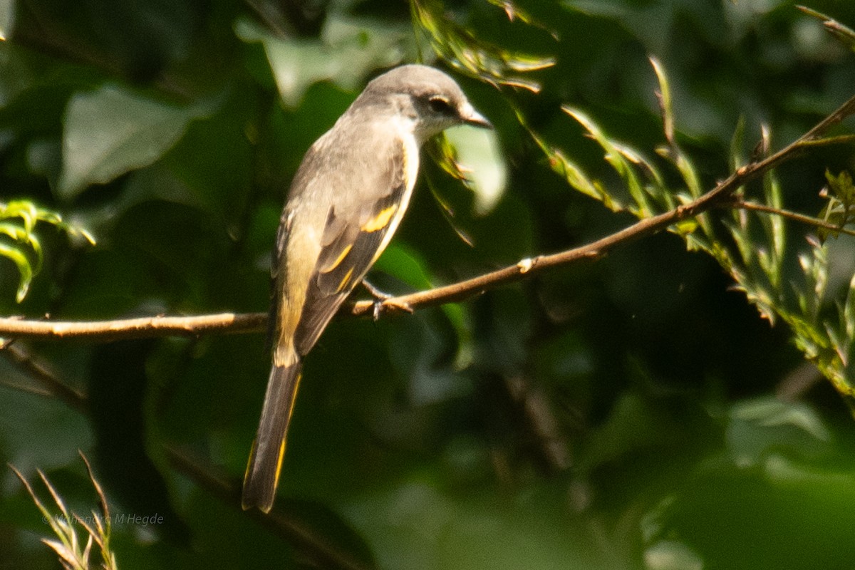 Rosy Minivet - ML644652735