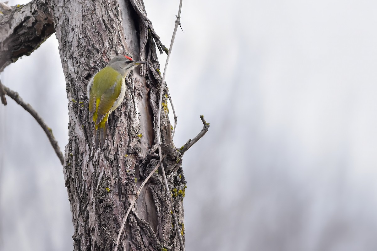 Жовна сива - ML644652740