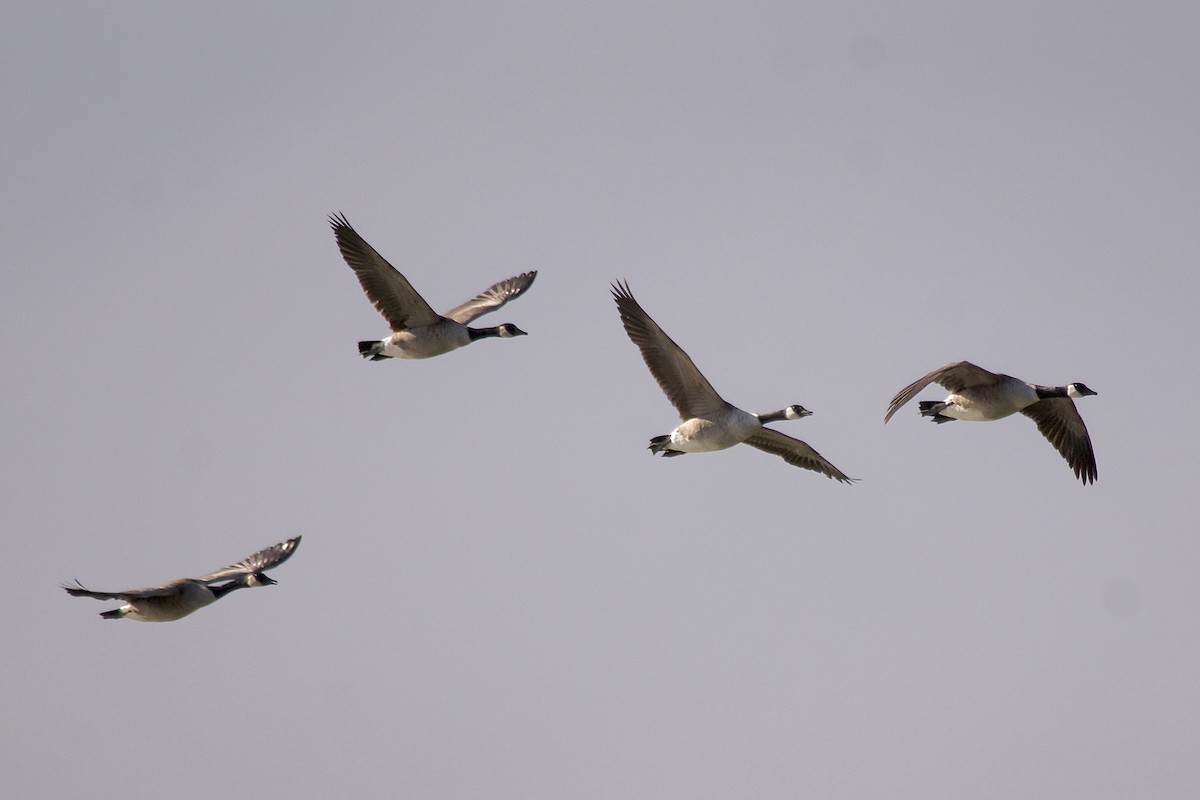 Kanadagans - ML644652742