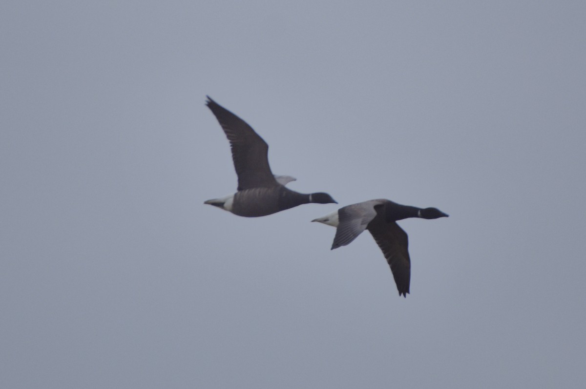 Хар толгойт галуу - ML644652743