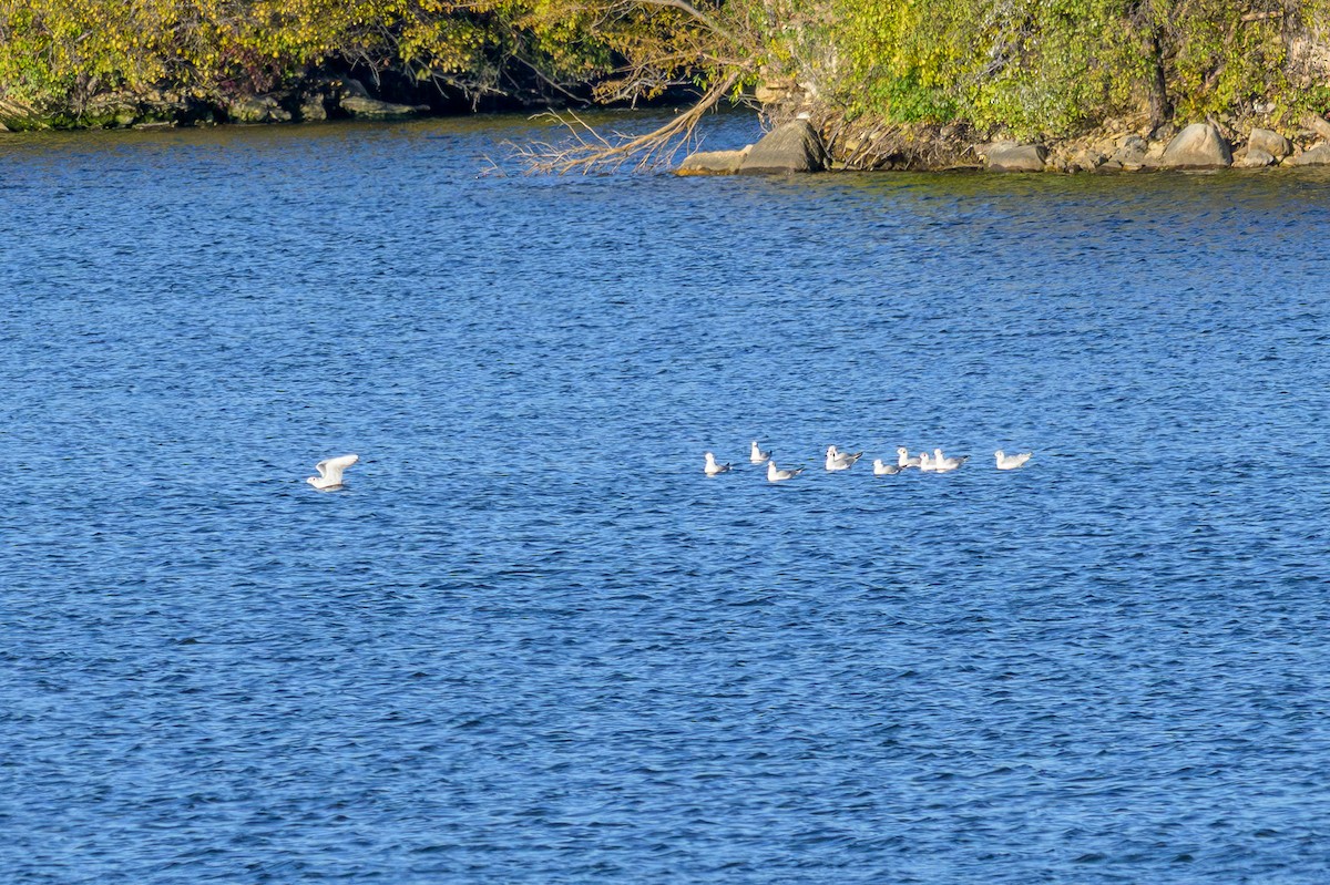 Bonaparte antxeta - ML644652750