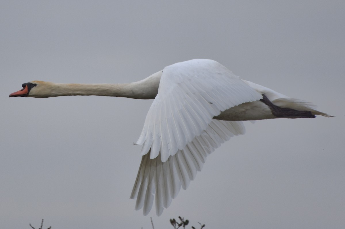 疣鼻天鵝 - ML644652762