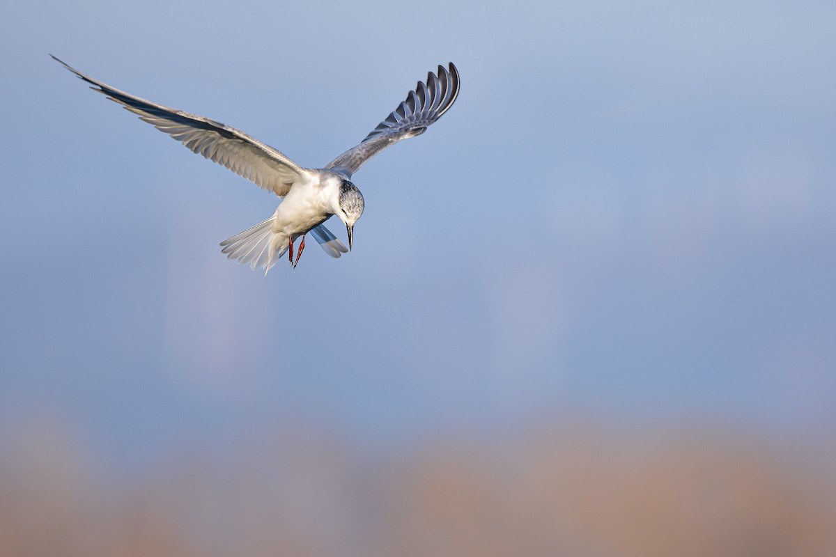 クロハラアジサシ - ML644652764