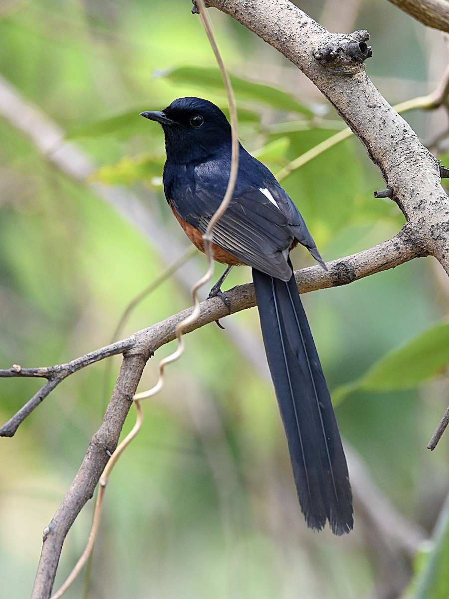 White-rumped Shama - ML644652765