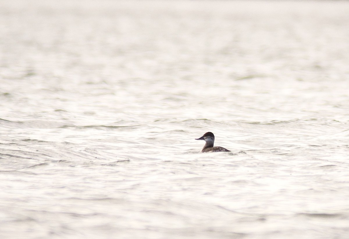 Ruddy Duck - ML644652766