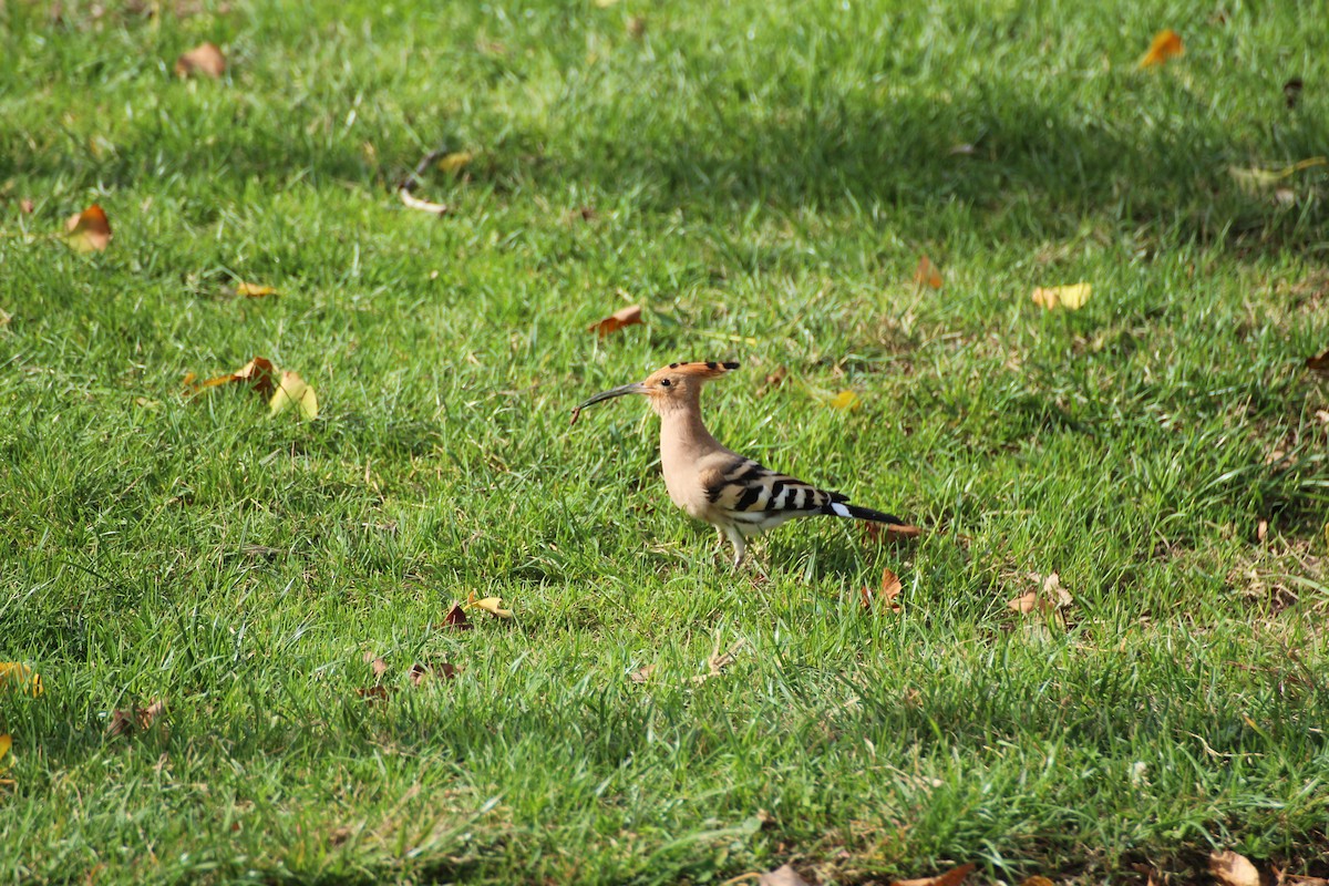 Common Hoopoe - ML644652771