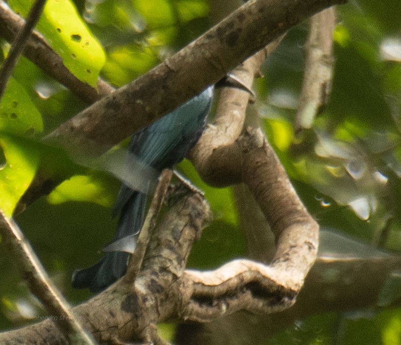 Hair-crested Drongo - ML644652803