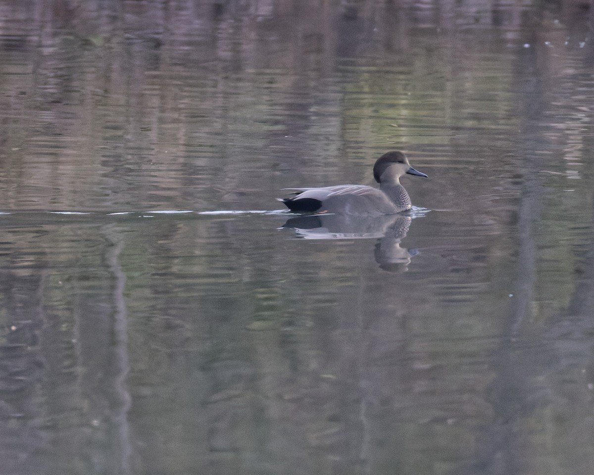 Gadwall - ML644652809
