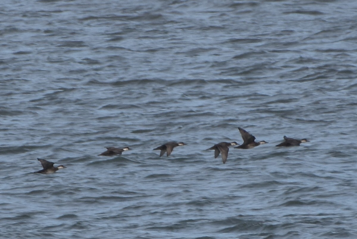 Ahatebeltz eurasiarra - ML644652819