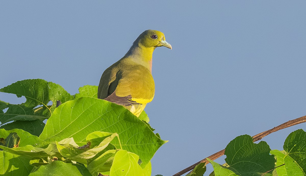 橙胸綠鳩 - ML644652820