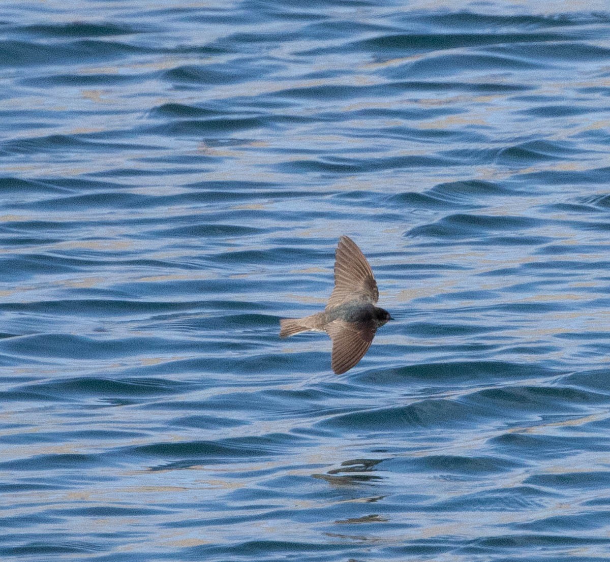 アンデスガケツバメ - ML644652824