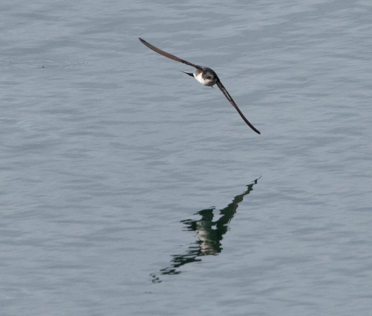 アンデスガケツバメ - ML644652825