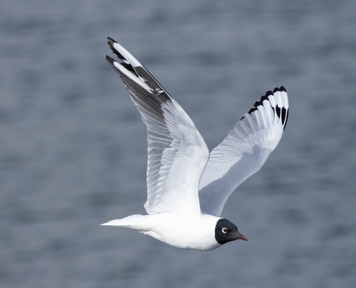 Andean Gull - ML644652829