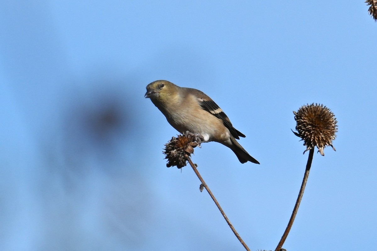 čížek žlutý - ML644652830