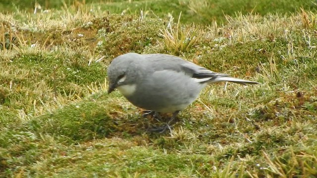 ハジロジュウカチョウ - ML644652837