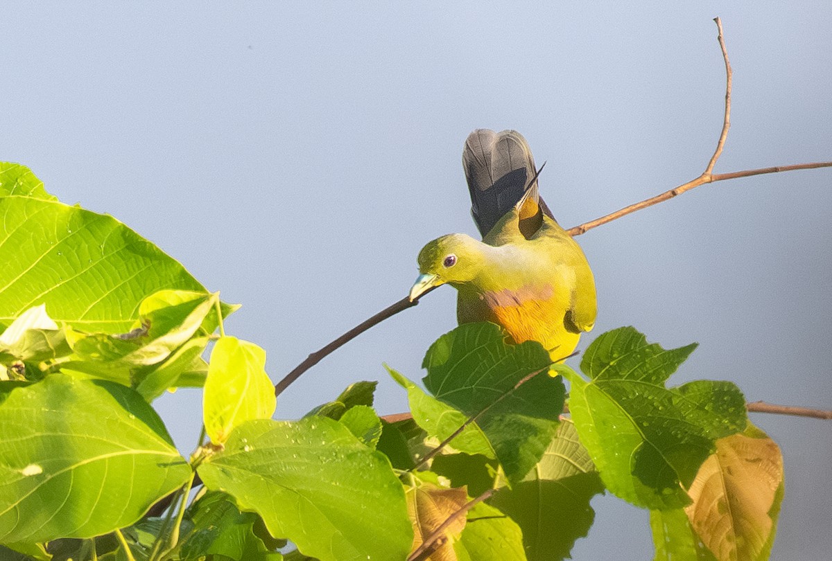橙胸綠鳩 - ML644652839