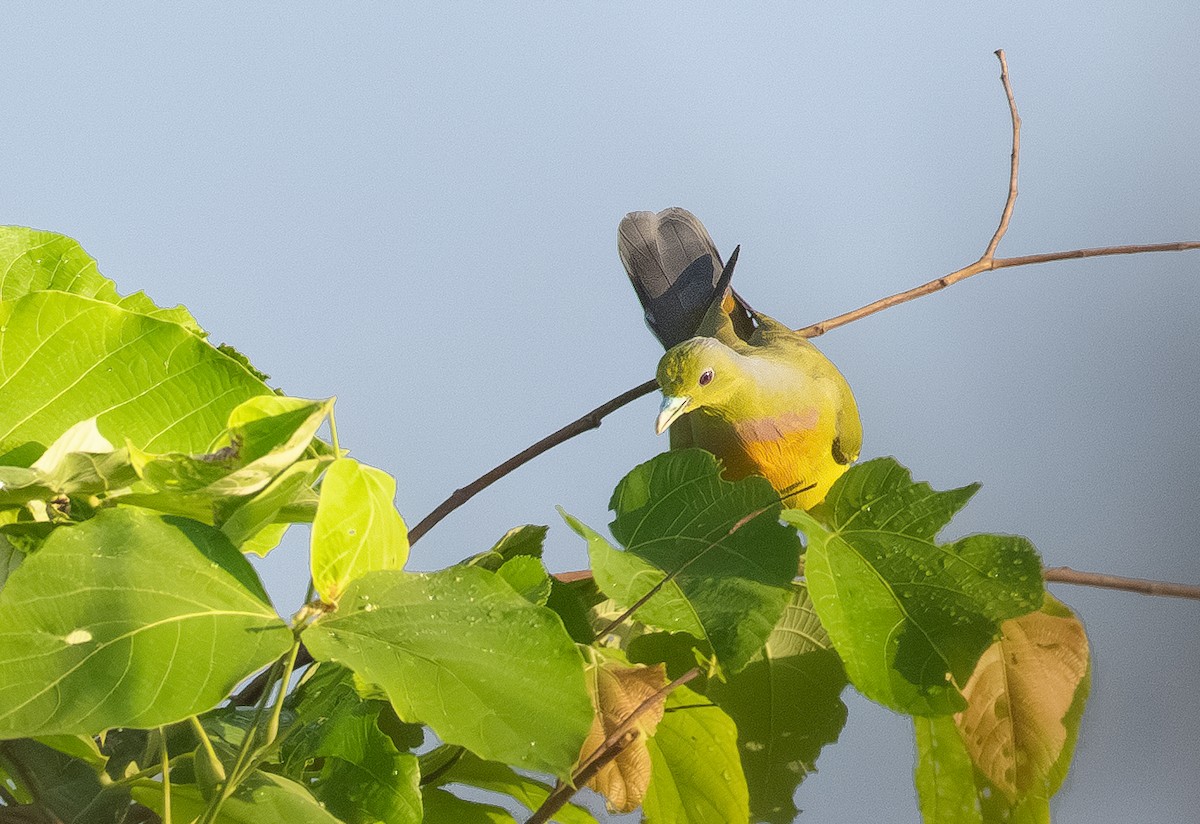 橙胸綠鳩 - ML644652840