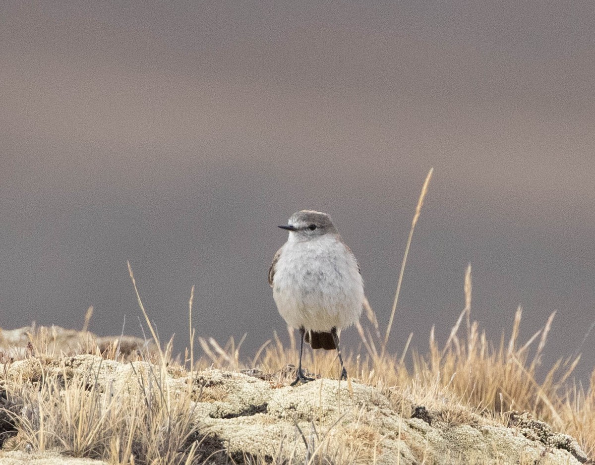 Puna Ground-Tyrant - ML644652842