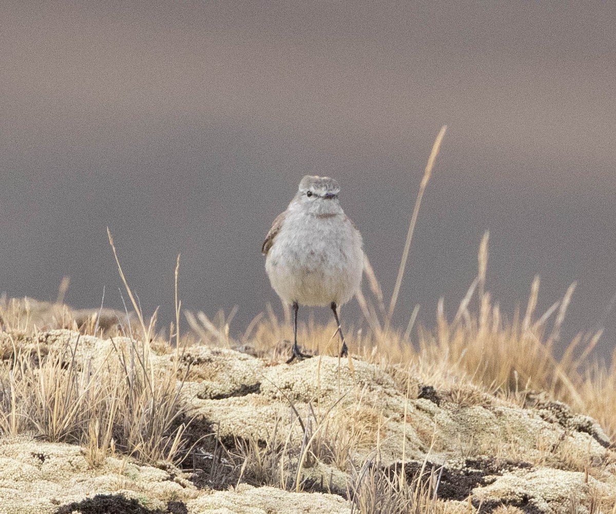 Puna Ground-Tyrant - ML644652843