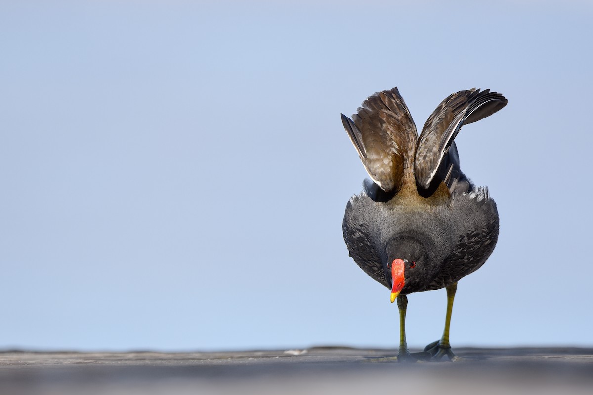 Eurasian Moorhen - ML644652848