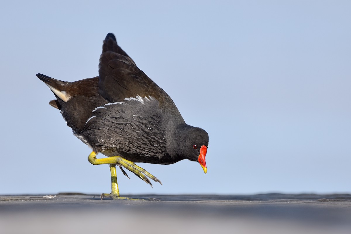 Eurasian Moorhen - ML644652849