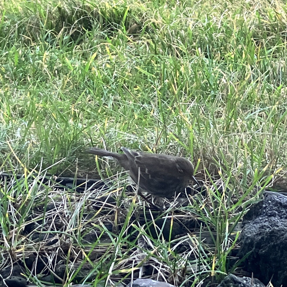 Rock Pipit - ML644652854