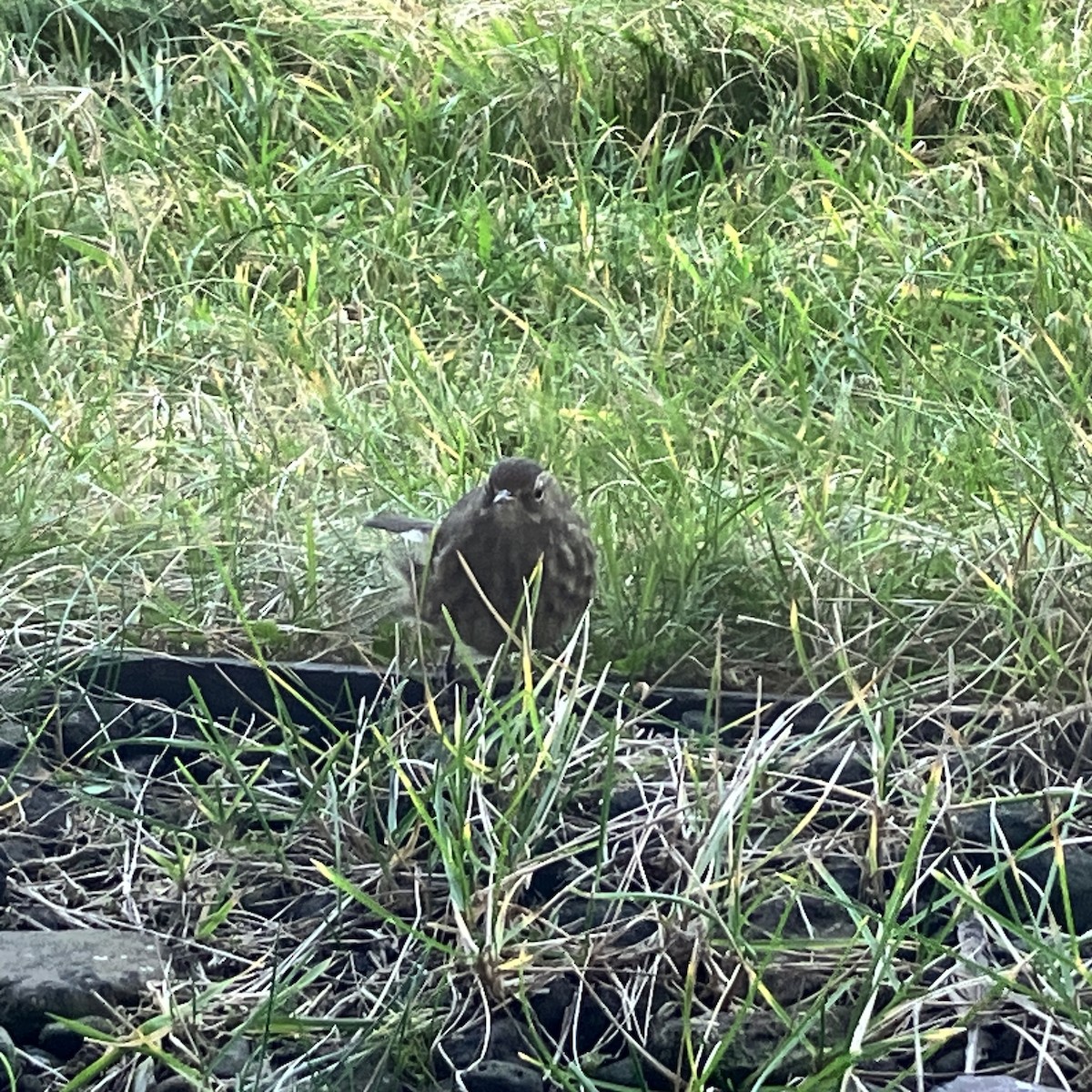 Rock Pipit - ML644652855