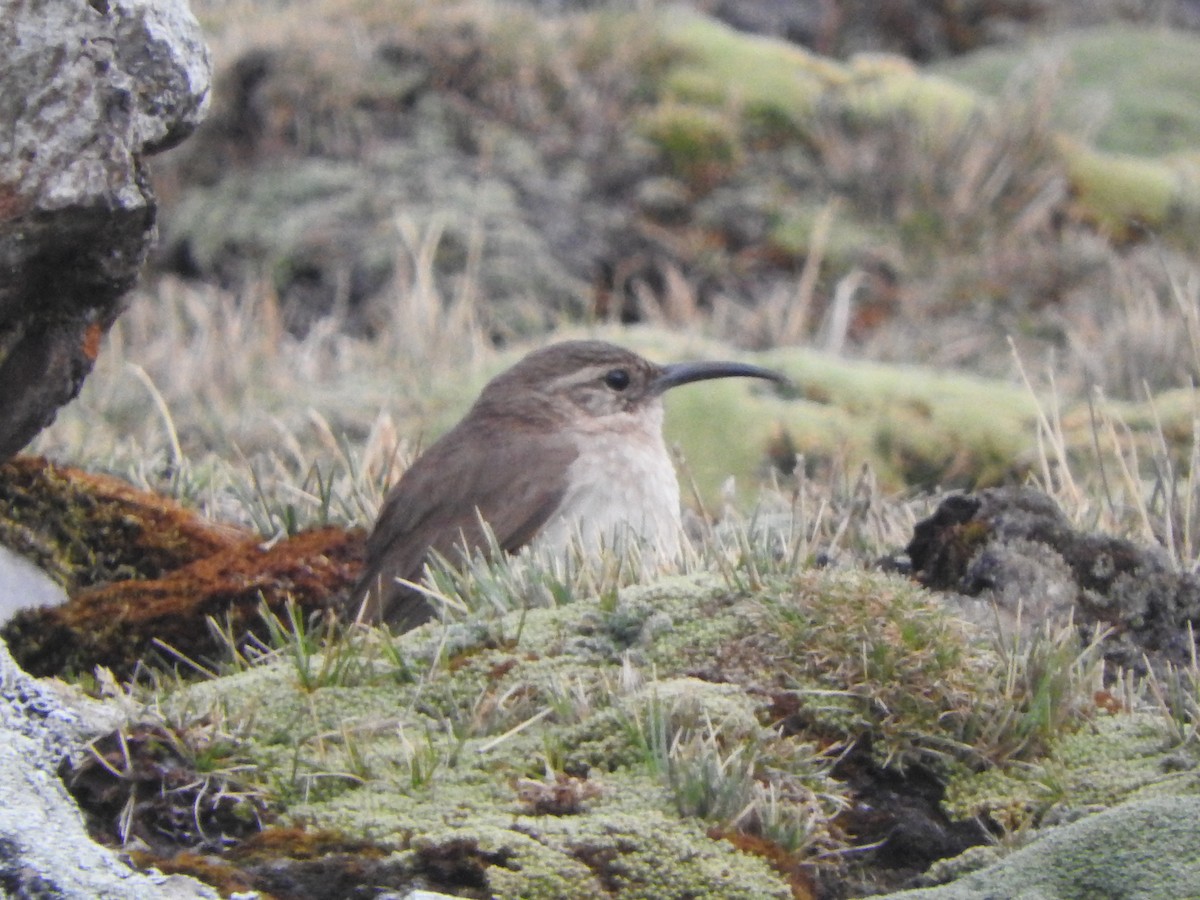 Buff-breasted Earthcreeper - ML644652857