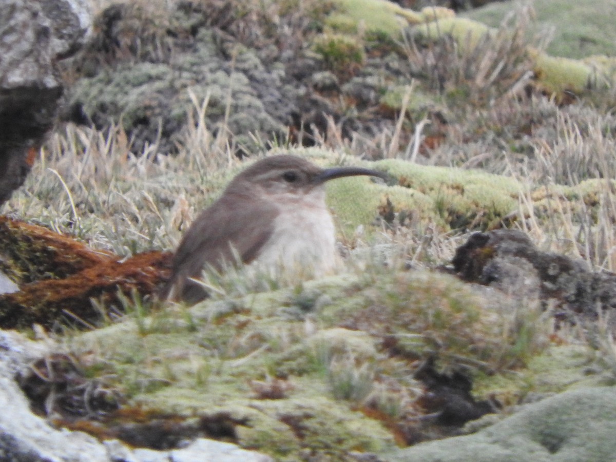 Buff-breasted Earthcreeper - ML644652858